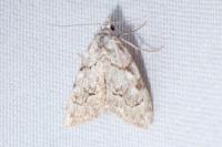Nola confusalis