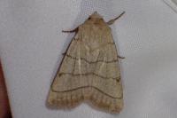 Charanyca trigrammica