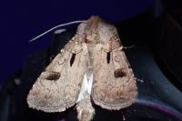 Agrotis exclamationis