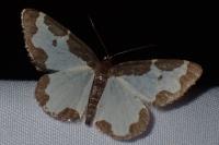 Lomaspilis marginata
