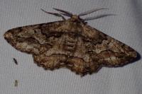 Synopsia sociaria