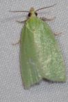 Tortrix viridana