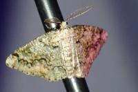 Cleorodes lichenaria