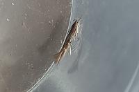 Cosmopterix lienigiella