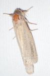 Phragmataecia castaneae