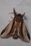 Pheosia tremula