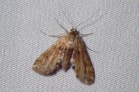 Cataclysta lemnata