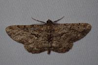 Peribatodes rhomboidaria