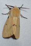 Spilarctia lutea