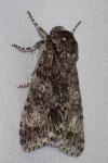 Acronicta megacephala