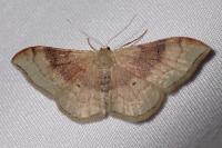 Idaea degeneraria