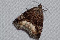 Deltote pygarga