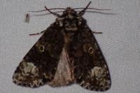 Craniophora ligustri