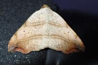 Laspeyria flexula