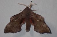 Laothoe populi