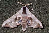 Smerinthus ocellatus