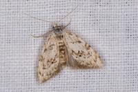 Nola confusalis