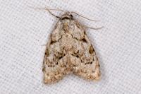 Nola confusalis