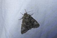 Acronicta megacephala