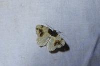 Ligdia adustata