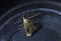 Cataclysta lemnata