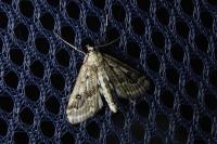 Parapoynx stratiotata