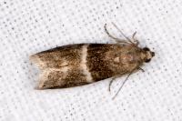 Elegia similella