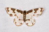Lomaspilis marginata