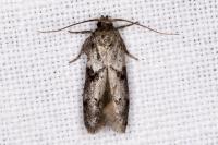 Blastobasis glandulella