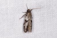 Blastobasis glandulella