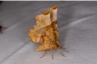Selenia lunularia