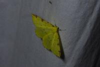 Opisthograptis luteolata