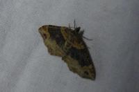 Xanthorhoe ferrugata