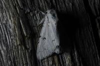 Acronicta leporina