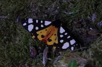 Arctia villica