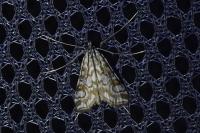 Elophila nymphaeata