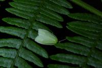 Tortrix viridana