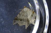 Macaria alternata