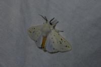 Spilosoma lubricipeda