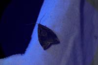 Archips crataegana