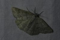 Pseudoterpna pruinata