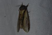 Pheosia tremula