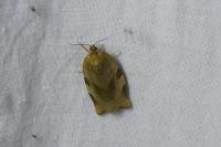 Choristoneura hebenstreitella