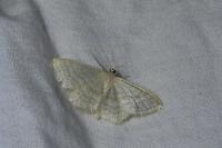 Idaea subsericeata
