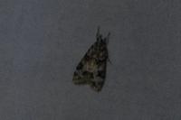 Eudonia delunella