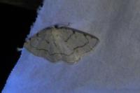 Stegania trimaculata