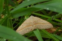 Scotopteryx