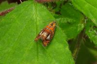 Olethreutes arcuella
