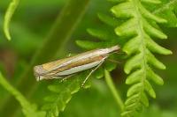 Crambus pascuella