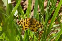 Pseudopanthera macularia